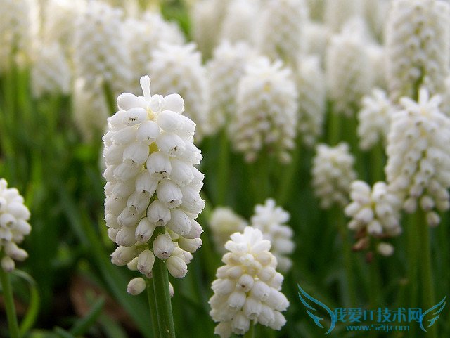 葡萄风信子的养殖方法 经验老手栽培心血总结