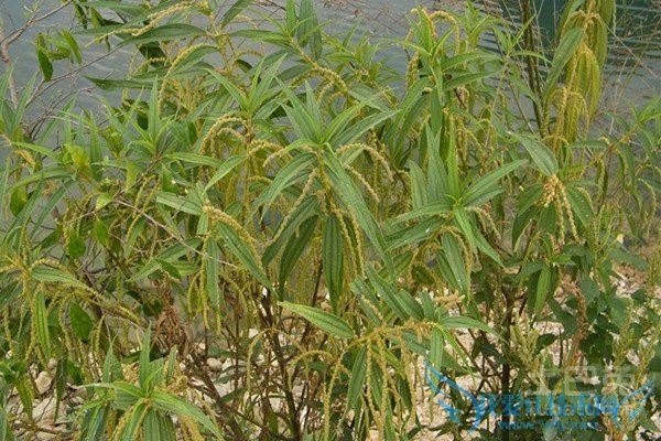 长叶苎麻 长叶苎麻