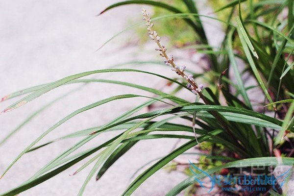 长叶苎麻 长叶苎麻