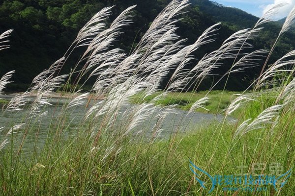 长叶苎麻 长叶苎麻