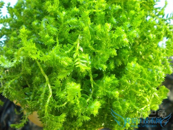 幸福草怎么养 幸福草怎么养