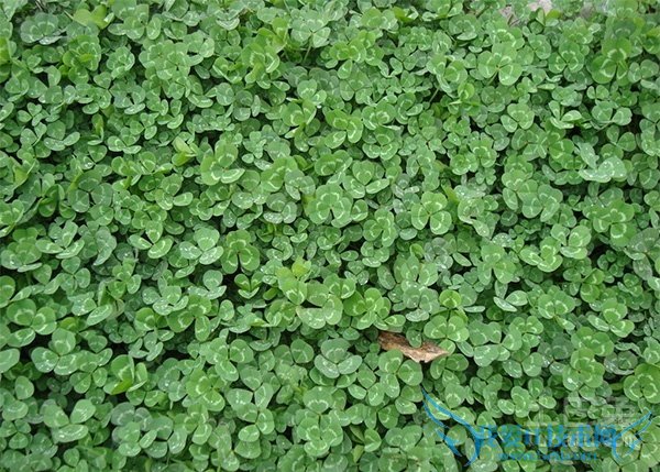 幸福草怎么养 幸福草怎么养