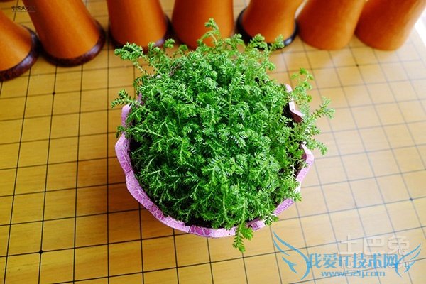 幸福草怎么养 幸福草怎么养