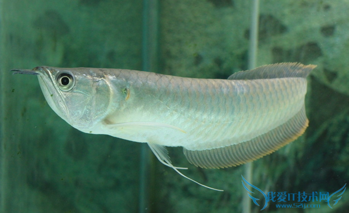 银龙鱼图片大全 银龙鱼图片欣赏及资料介绍