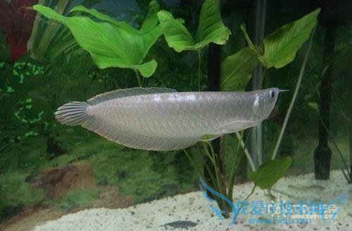 银龙鱼图片大全 银龙鱼图片欣赏及资料介绍