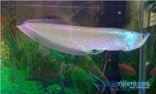 银龙鱼图片大全 银龙鱼图片欣赏及资料介绍