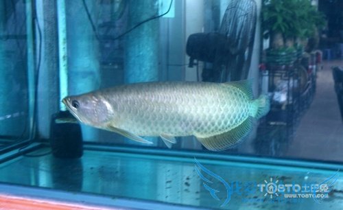 银龙鱼图片大全 银龙鱼图片欣赏及资料介绍