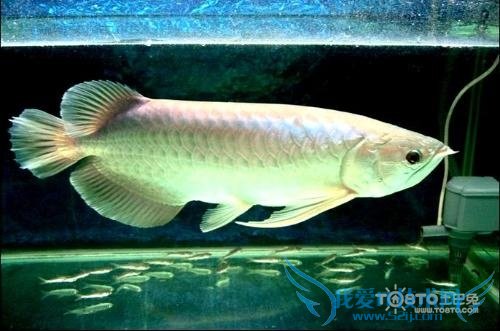 银龙鱼图片大全 银龙鱼图片欣赏及资料介绍