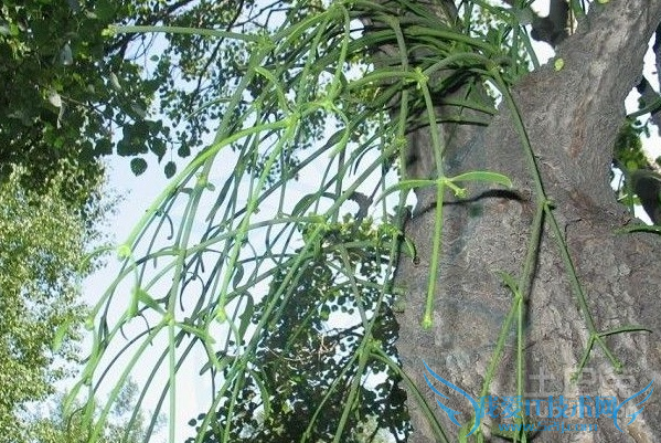 桑寄生和槲寄生的区别