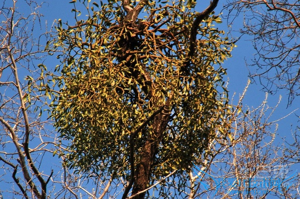 桑寄生和槲寄生的区别