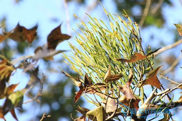 桑寄生和槲寄生的区别