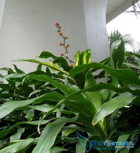 巴西铁树的养殖方法和注意事项 巴西铁树价格