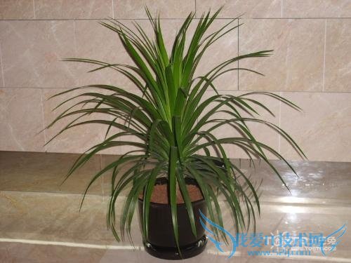 巴西铁树的养殖方法和注意事项 巴西铁树价格