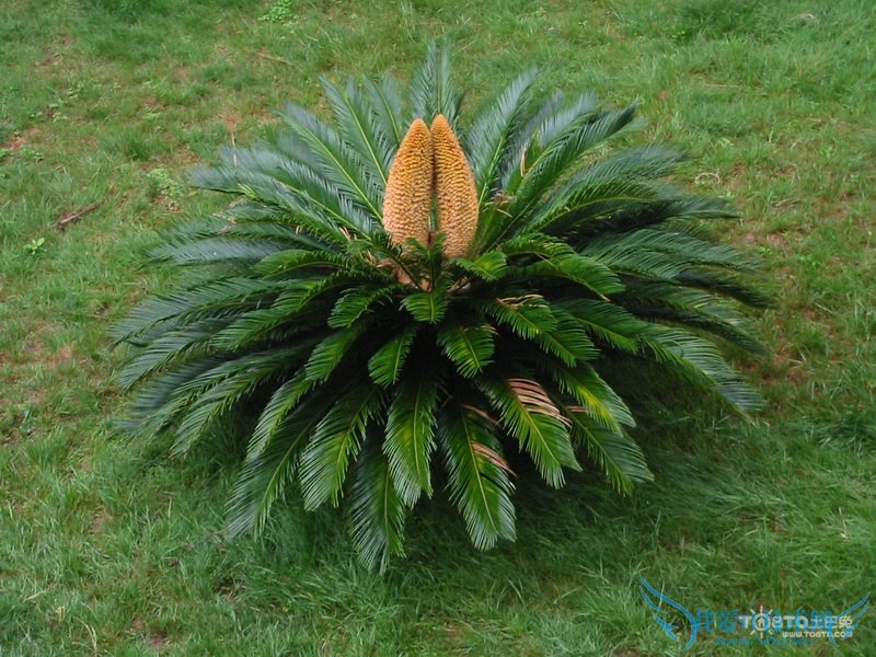 巴西铁树的养殖方法和注意事项 巴西铁树价格