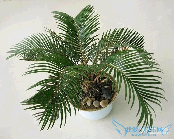 巴西铁树的养殖方法和注意事项 巴西铁树价格