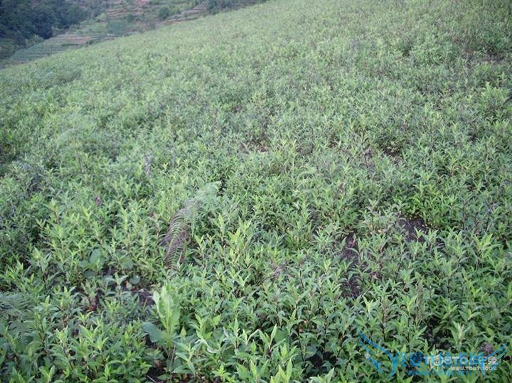 龙胆草的功效与作用及食用方法和禁忌