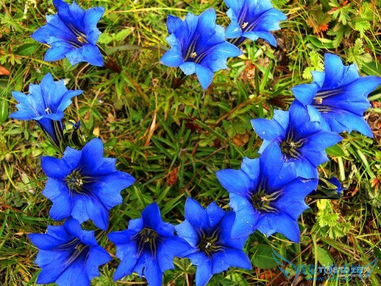 龙胆草的功效与作用及食用方法和禁忌