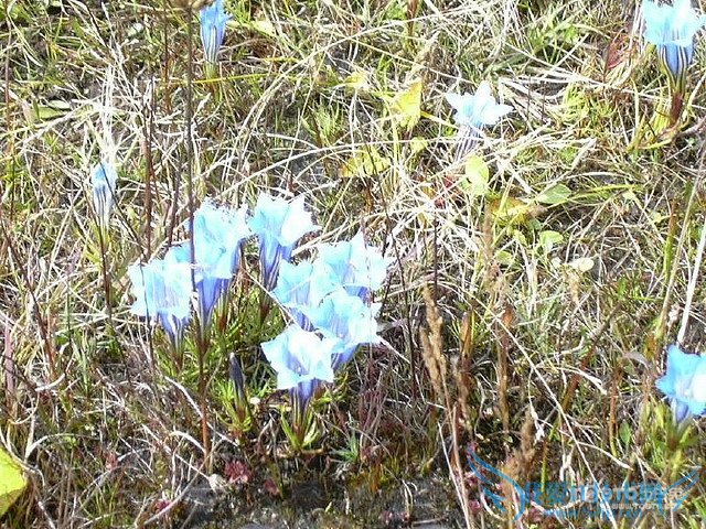 龙胆草的功效与作用及食用方法和禁忌