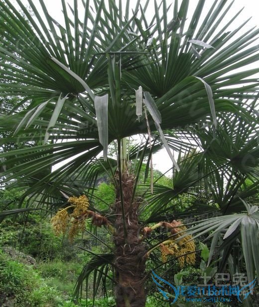 棕榈品种 棕榈品种