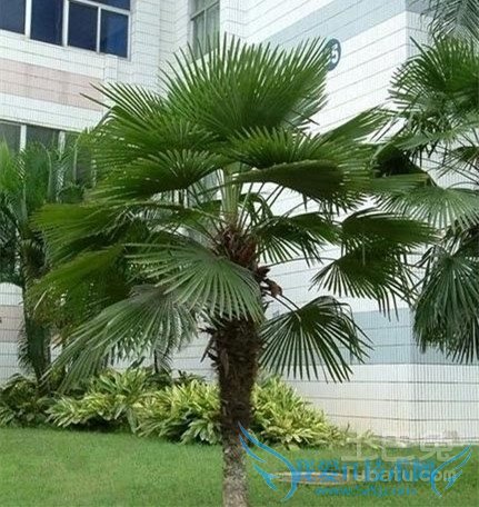 棕榈品种 棕榈品种