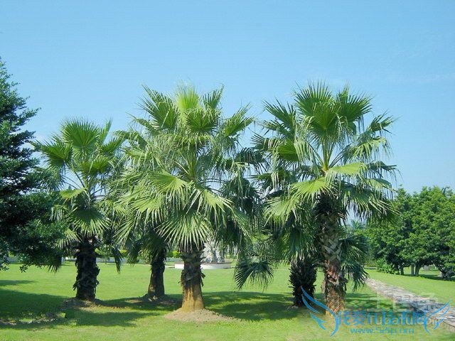 棕榈品种 棕榈品种