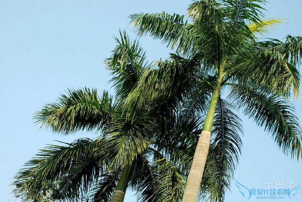 棕榈品种 棕榈品种