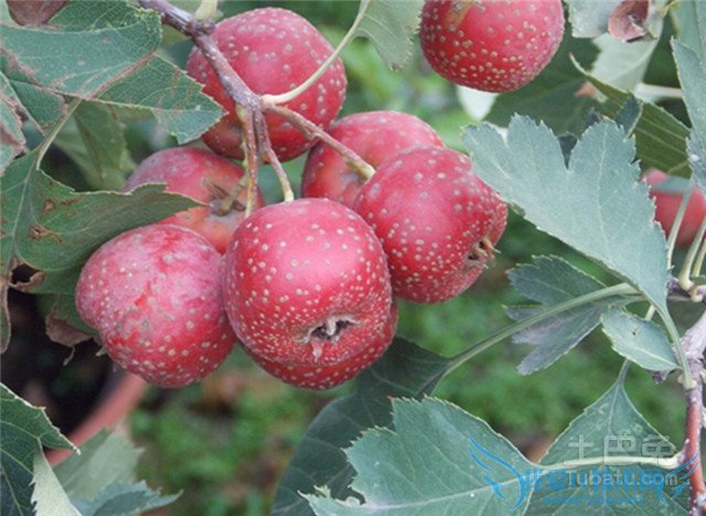 果树盆栽管理技术