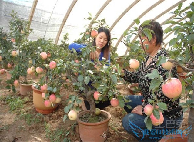 果树盆栽管理技术