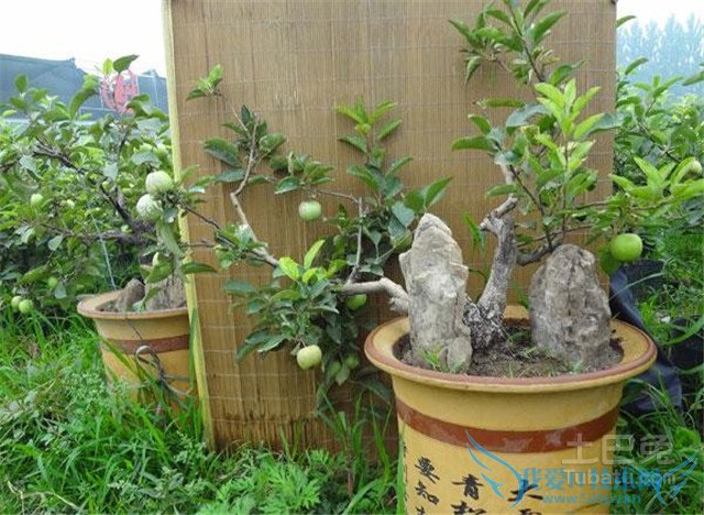 果树盆栽管理技术