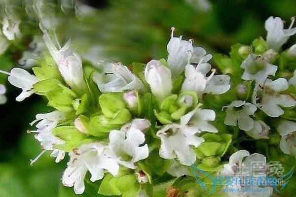 牛至的功效与作用