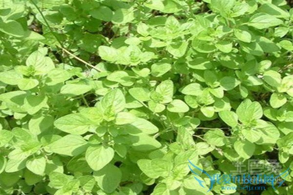 牛至的功效与作用