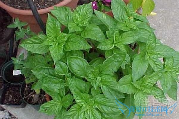 牛至的功效与作用