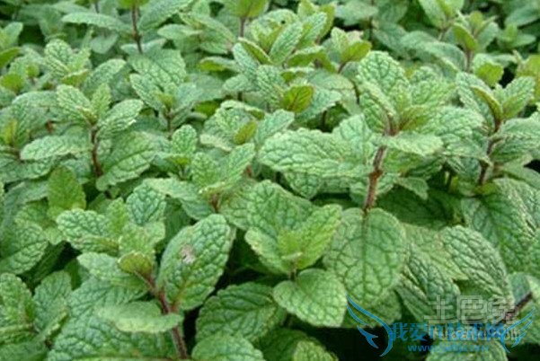 牛至的功效与作用