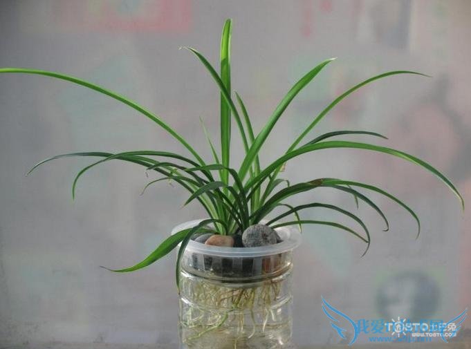 水培吊兰 水培吊兰