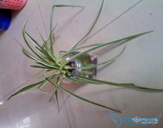 水培吊兰 水培吊兰