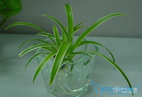 水培吊兰 水培吊兰