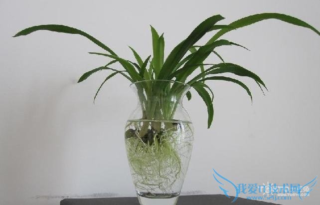 水培吊兰 水培吊兰