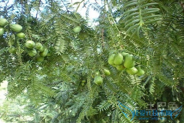 榧树图片