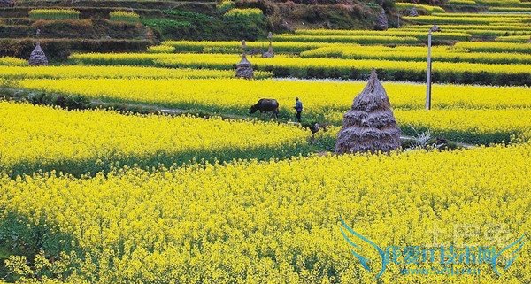 油菜花的作用 油菜花的作用