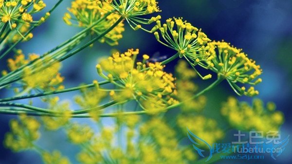 油菜花的作用 油菜花的作用