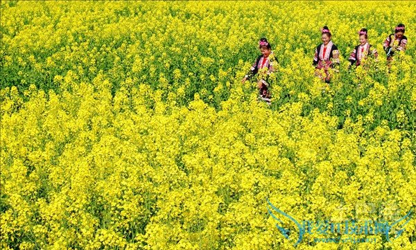 油菜花的作用 油菜花的作用