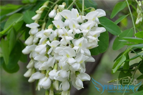 洋槐花的功效与作用