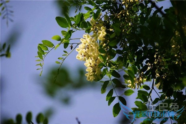 洋槐花的功效与作用