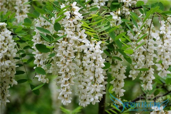 洋槐花的功效与作用