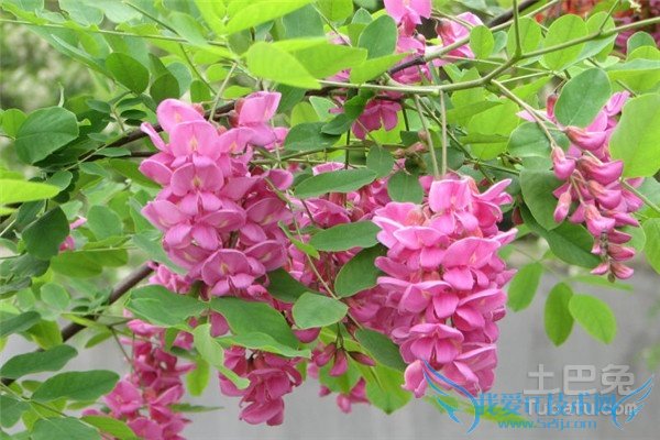 洋槐花的功效与作用