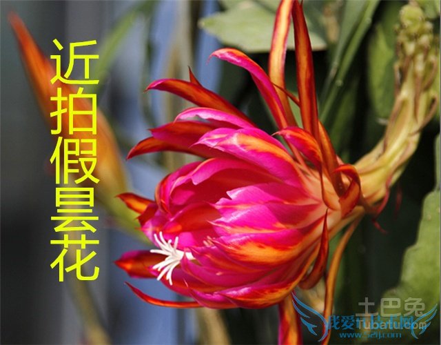 假昙花嫁接