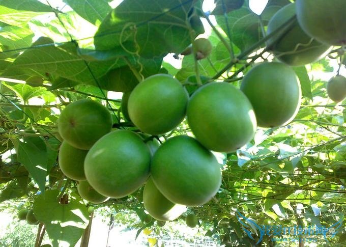 罗汉果的作用与功效 罗汉果的副作用