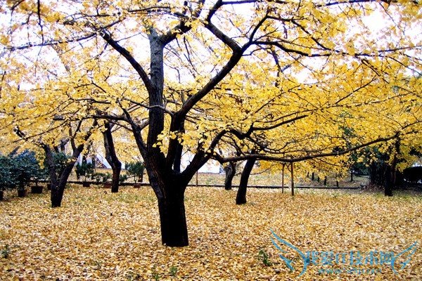 银杏树苗怎么培育 银杏树苗怎么培育