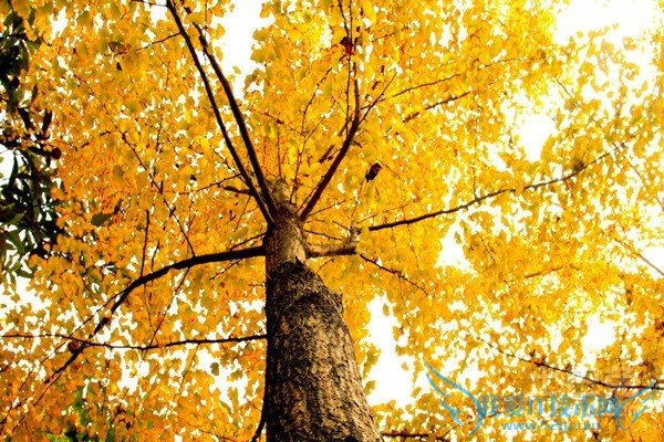 银杏树苗怎么培育 银杏树苗怎么培育