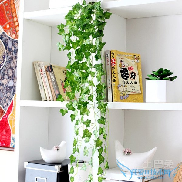 常青藤图片 常青藤图片